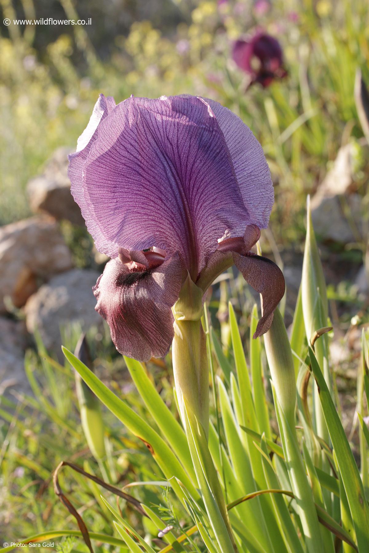 Iris haynei